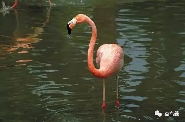 japonensisJAVA好妈妈欢迎你(japonensis忘忧草)插图29 japonensisJAVA好妈妈欢迎你(japonensis忘忧草)插图29