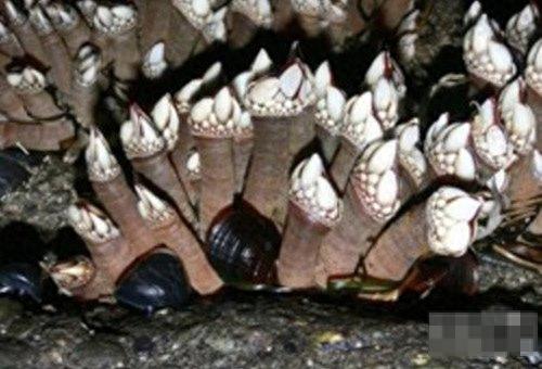 男子在海边发现诡异东西 带回家后发财了(男子心生邪念抱回家发生诡异事件)插图4