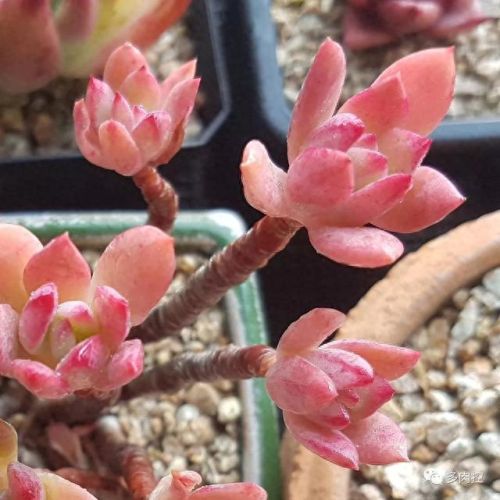 龙舌兰高原42攻略(龙舌兰高原攻略65)插图12 龙舌兰高原42攻略(龙舌兰高原攻略65)插图12