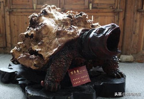 巴西龟寿命(玩乌龟10大禁忌)插图7