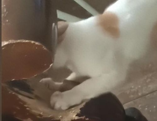 越狱禁闭攻略第七关(不可能完成的越狱第一关攻略)插图2