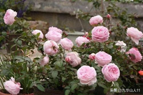 仙度瑞拉2(仙度瑞拉的逃亡刑具介绍)插图13 仙度瑞拉2(仙度瑞拉的逃亡刑具介绍)插图13