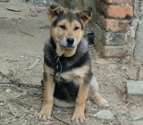 畜禽和人类AA(畜禽产品质量安全方面的工作总结)插图3 畜禽和人类AA(畜禽产品质量安全方面的工作总结)插图3