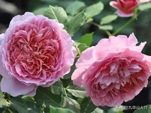 仙度瑞拉2(仙度瑞拉的逃亡刑具介绍)插图27 仙度瑞拉2(仙度瑞拉的逃亡刑具介绍)插图27