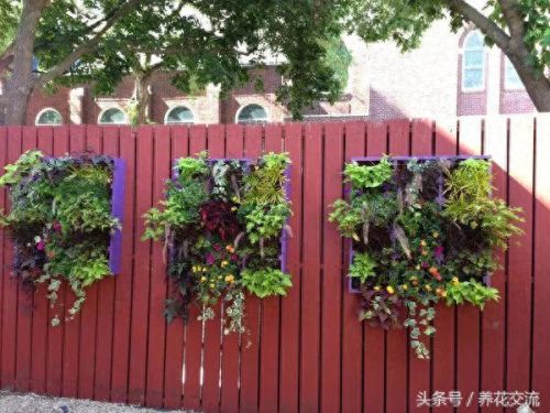 花圃种植(花圃种植基地)插图2