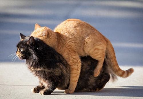 畜禽和人类AA(畜禽产品质量安全方面的工作总结)插图5 畜禽和人类AA(畜禽产品质量安全方面的工作总结)插图5