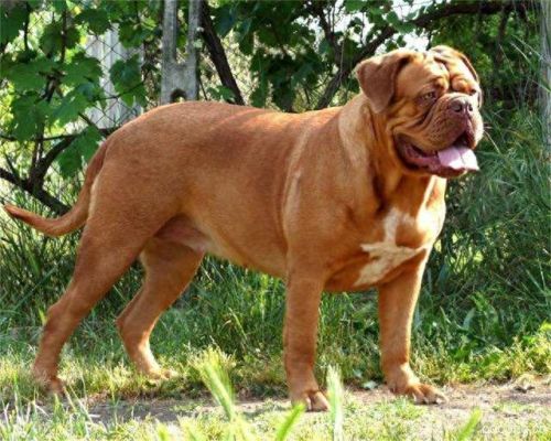 巴西非勒(巴西菲勒犬)插图5 巴西非勒(巴西菲勒犬)插图5