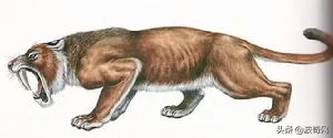 猫狗兽(猫狗兽真的存在吗)插图3