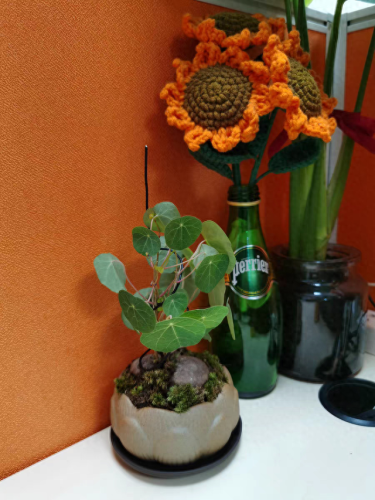 锈湖攻略种花(锈湖交流中的攻略)插图7