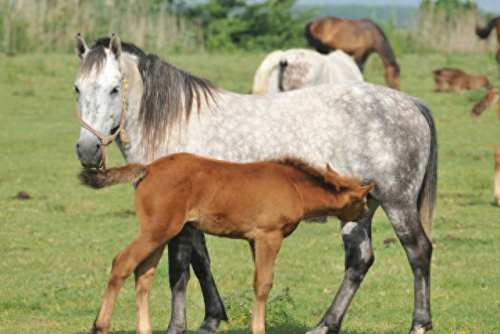 畜禽和人类AA(畜禽产品质量安全方面的工作总结)插图15 畜禽和人类AA(畜禽产品质量安全方面的工作总结)插图15