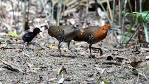 白喉斑秧鸡(判断白喉最简单的方法)