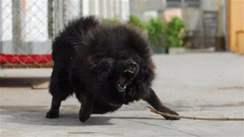 巴西非勒(巴西菲勒犬)