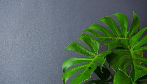 植物保卫战无限叶子(植物保卫战游戏全攻略)插图14