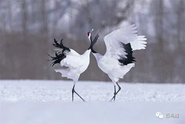 japonensisJAVA好妈妈欢迎你(japonensis忘忧草)