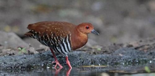 白喉斑秧鸡(判断白喉最简单的方法)插图9