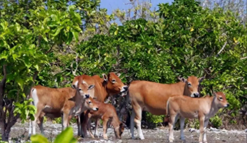 畜禽和人类AA(畜禽产品质量安全方面的工作总结)插图4 畜禽和人类AA(畜禽产品质量安全方面的工作总结)插图4