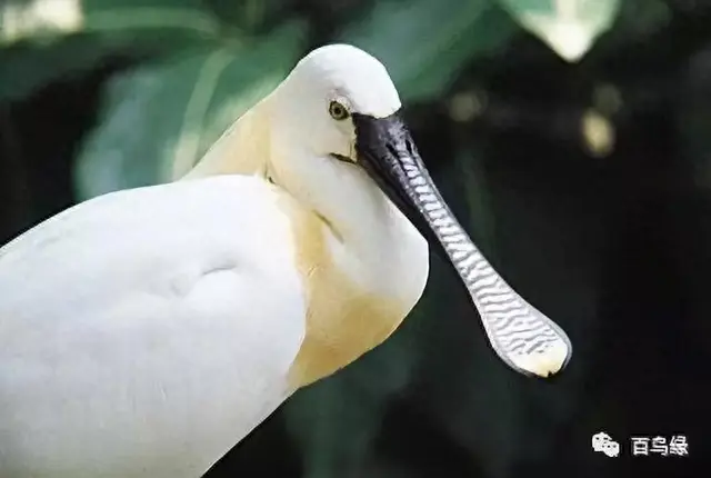 japonensisJAVA好妈妈欢迎你(japonensis忘忧草)插图34 japonensisJAVA好妈妈欢迎你(japonensis忘忧草)插图34