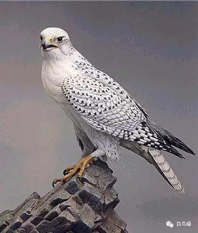 japonensisJAVA好妈妈欢迎你(japonensis忘忧草)插图19 japonensisJAVA好妈妈欢迎你(japonensis忘忧草)插图19