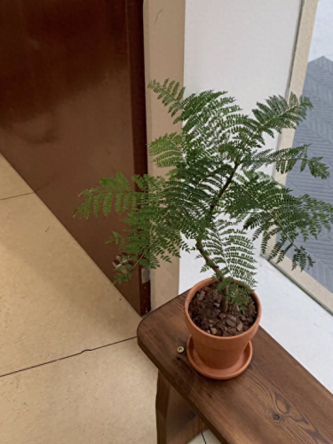 锈湖攻略种花(锈湖交流中的攻略)插图5