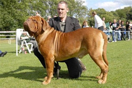 巴西非勒(巴西菲勒犬)插图 巴西非勒(巴西菲勒犬)插图