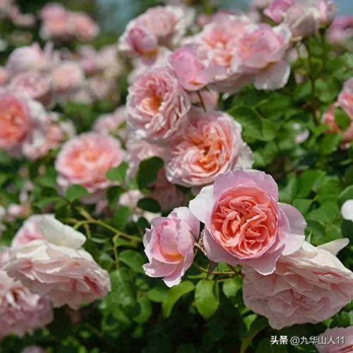 仙度瑞拉2(仙度瑞拉的逃亡刑具介绍)插图15 仙度瑞拉2(仙度瑞拉的逃亡刑具介绍)插图15