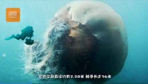 水母是什么(水母是什么梗)插图2