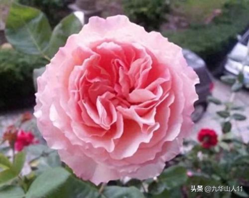 仙度瑞拉2(仙度瑞拉的逃亡刑具介绍)插图20 仙度瑞拉2(仙度瑞拉的逃亡刑具介绍)插图20