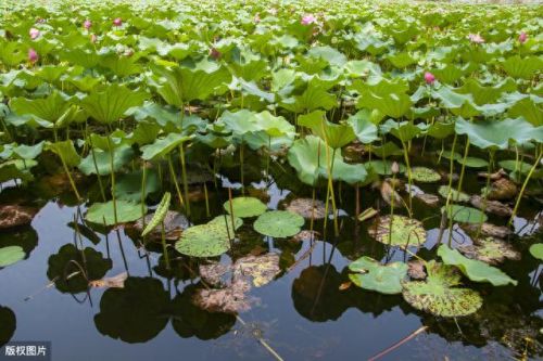 浅塘100-200图文攻略(浅塘120关图文攻略)插图2