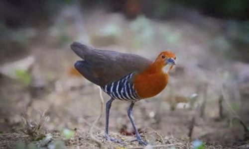 白喉斑秧鸡(判断白喉最简单的方法)插图22