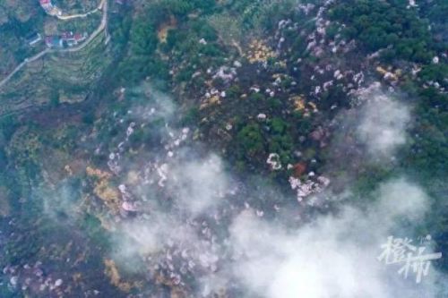 樱之路(穿越火线击杀音效)插图38 樱之路(穿越火线击杀音效)插图38