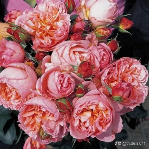 仙度瑞拉2(仙度瑞拉的逃亡刑具介绍)插图14 仙度瑞拉2(仙度瑞拉的逃亡刑具介绍)插图14