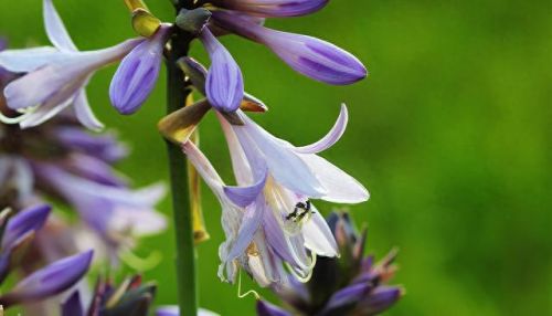 植物保卫战无限叶子(植物保卫战游戏全攻略)插图9