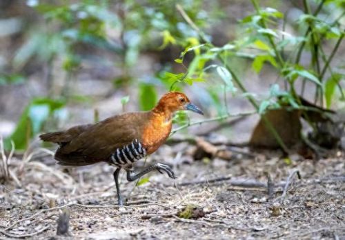 白喉斑秧鸡(判断白喉最简单的方法)插图7