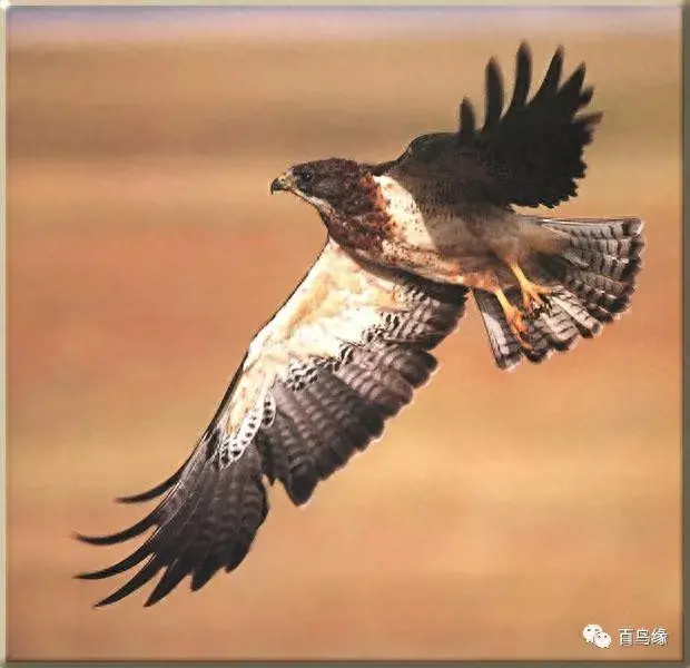 japonensisJAVA好妈妈欢迎你(japonensis忘忧草)插图21 japonensisJAVA好妈妈欢迎你(japonensis忘忧草)插图21