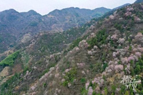 樱之路(穿越火线击杀音效)插图23 樱之路(穿越火线击杀音效)插图23