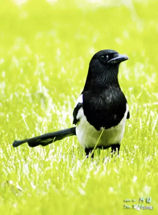 japonensisJAVA好妈妈欢迎你(japonensis忘忧草)插图35 japonensisJAVA好妈妈欢迎你(japonensis忘忧草)插图35