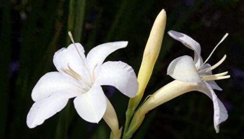 植物保卫战无限叶子(植物保卫战游戏全攻略)插图8