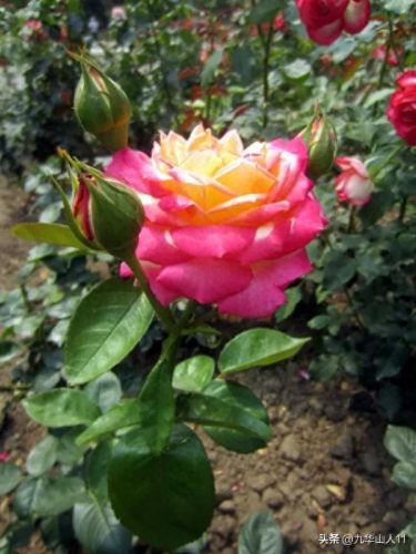 仙度瑞拉2(仙度瑞拉的逃亡刑具介绍)插图9 仙度瑞拉2(仙度瑞拉的逃亡刑具介绍)插图9