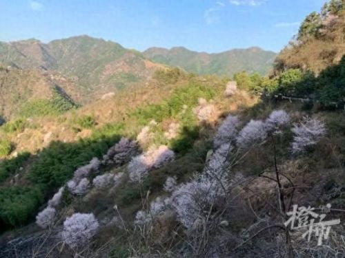 樱之路(穿越火线击杀音效)插图47 樱之路(穿越火线击杀音效)插图47