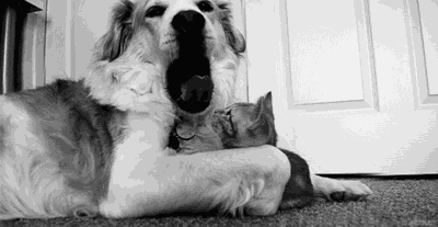 猫狗兽(猫狗兽真的存在吗)插图2