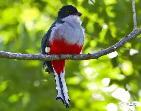 japonensisJAVA好妈妈欢迎你(japonensis忘忧草)插图36 japonensisJAVA好妈妈欢迎你(japonensis忘忧草)插图36