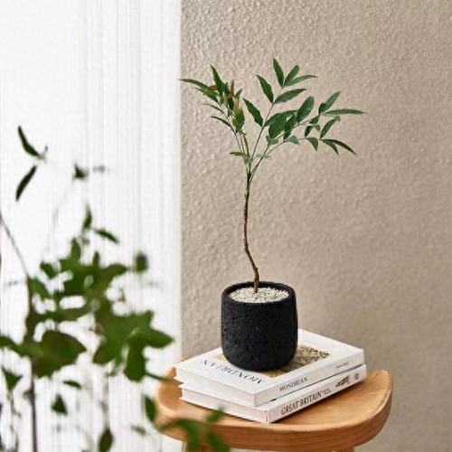 锈湖攻略种花(锈湖交流中的攻略)插图4