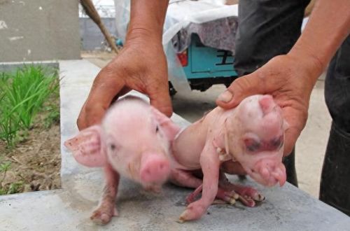 畜禽和人类AA(畜禽产品质量安全方面的工作总结)插图7 畜禽和人类AA(畜禽产品质量安全方面的工作总结)插图7