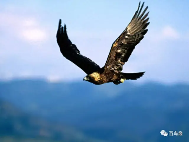 japonensisJAVA好妈妈欢迎你(japonensis忘忧草)插图22 japonensisJAVA好妈妈欢迎你(japonensis忘忧草)插图22