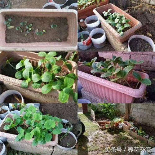 花圃种植(花圃种植基地)插图4