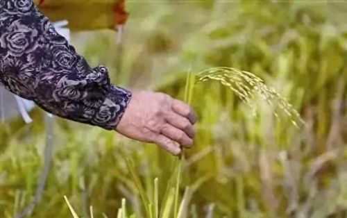 漂泊者洞穴(在漂泊者洞穴里怎么出来)