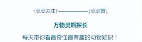 畜禽和人类AA(畜禽产品质量安全方面的工作总结)