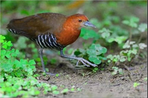 白喉斑秧鸡(判断白喉最简单的方法)插图8