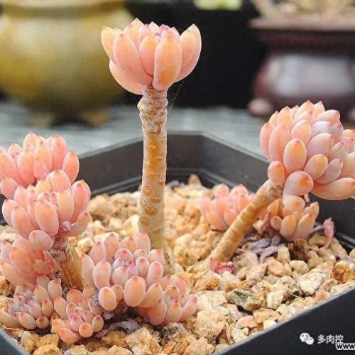 龙舌兰高原42攻略(龙舌兰高原攻略65)插图1 龙舌兰高原42攻略(龙舌兰高原攻略65)插图1