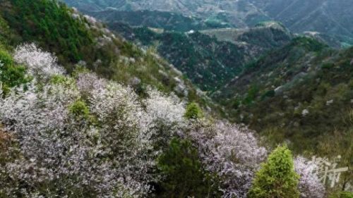 樱之路(穿越火线击杀音效)插图35 樱之路(穿越火线击杀音效)插图35